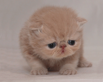 Sad cats are sad.